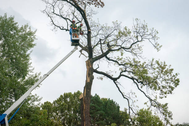 Best Tree Health Inspection  in Westhaven Moonstone, CA