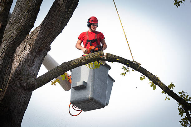 Best Leaf Removal  in Westhaven Moonstone, CA