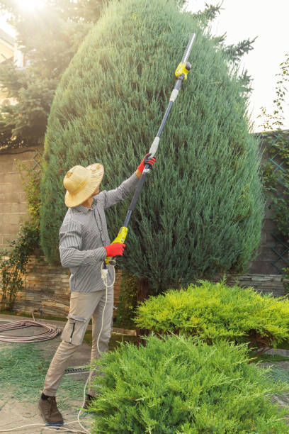 Best Palm Tree Trimming  in Westhaven Moonstone, CA